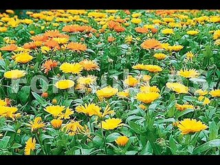 Plante medicinale
