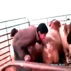 Koç'a kafa tutan çocuğun hazin sonu aha kafasi yarildii :D