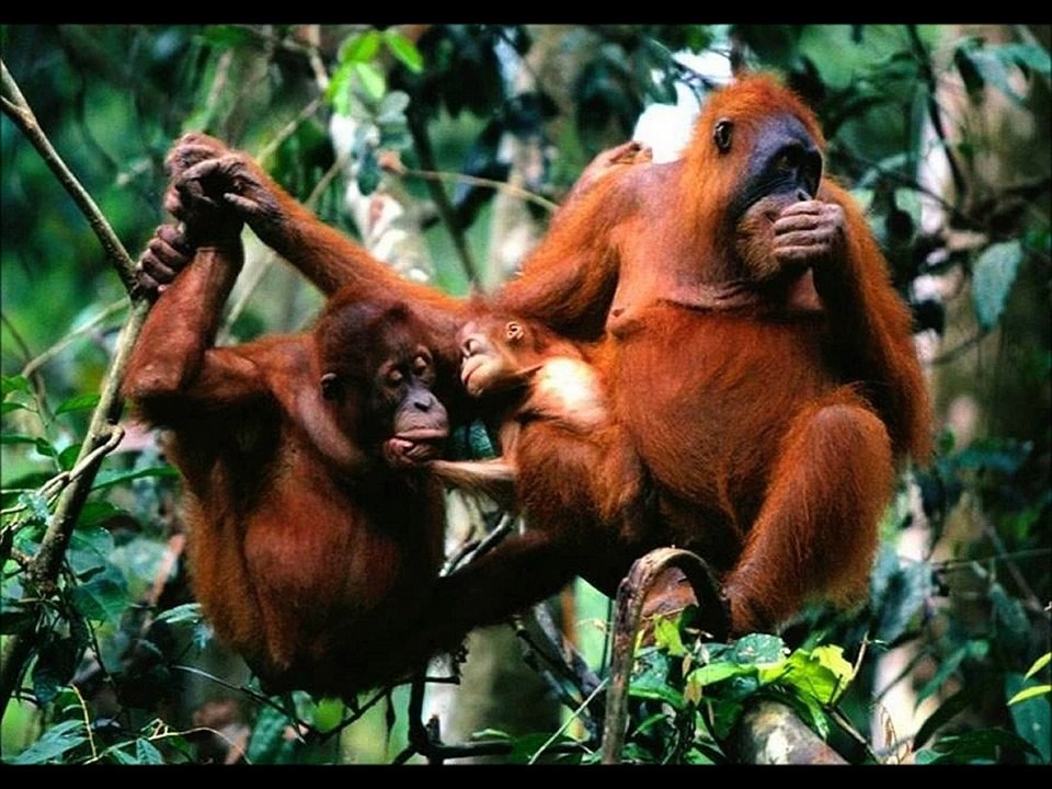 Apen Aapjes Aap Monkeys Monkey Ape Apes Affe Aapen leuk leuke primaat mensaap zoo dierentuin