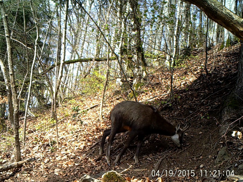 2015_chamois_avril