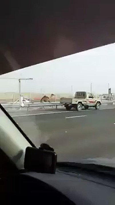 Only seen in dubai