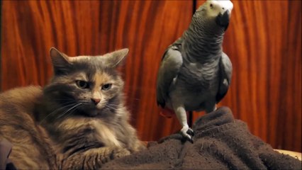 Un perroquet embête un chat... Courageux!