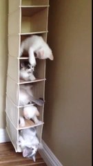 des chatons font mumuse