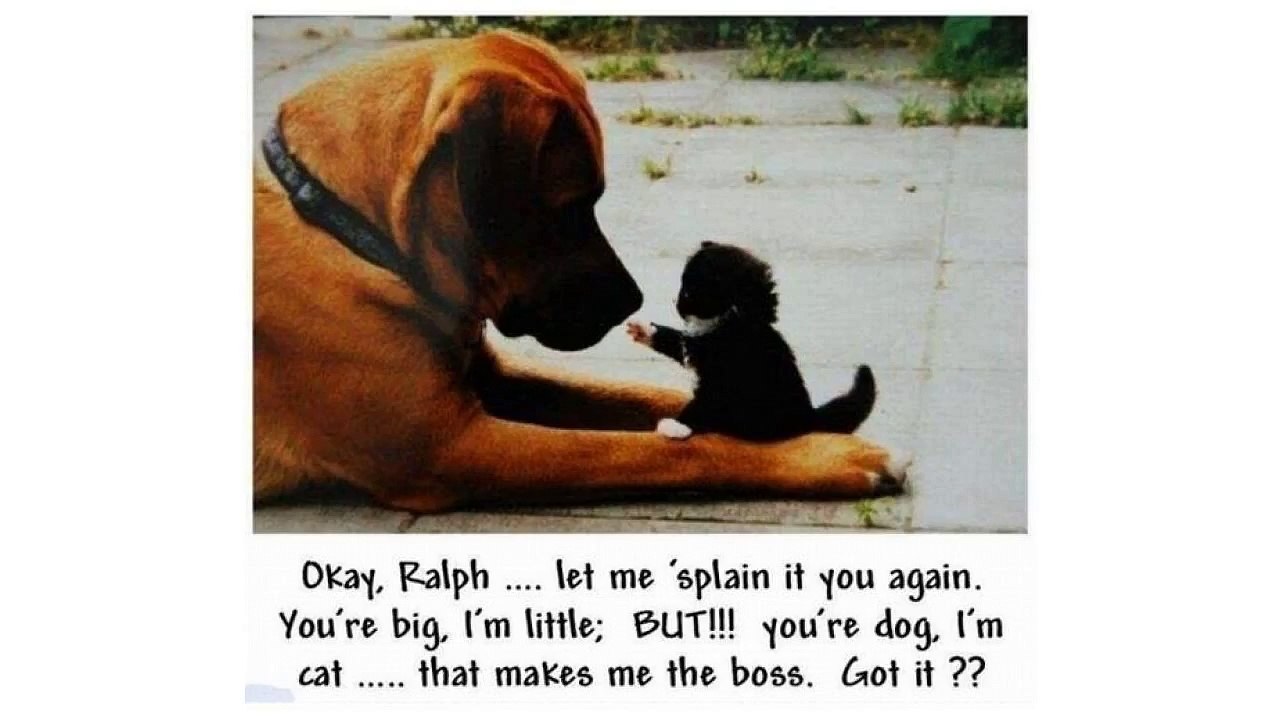 funny food puns tumblr