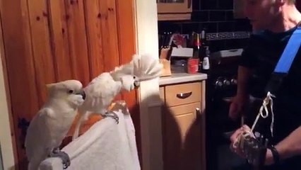 Un cacatoès adore Elvis Presley
