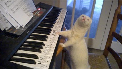 Talented ferret plays the piano