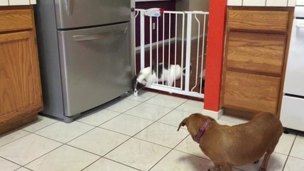 Big cat squeezes through baby gate