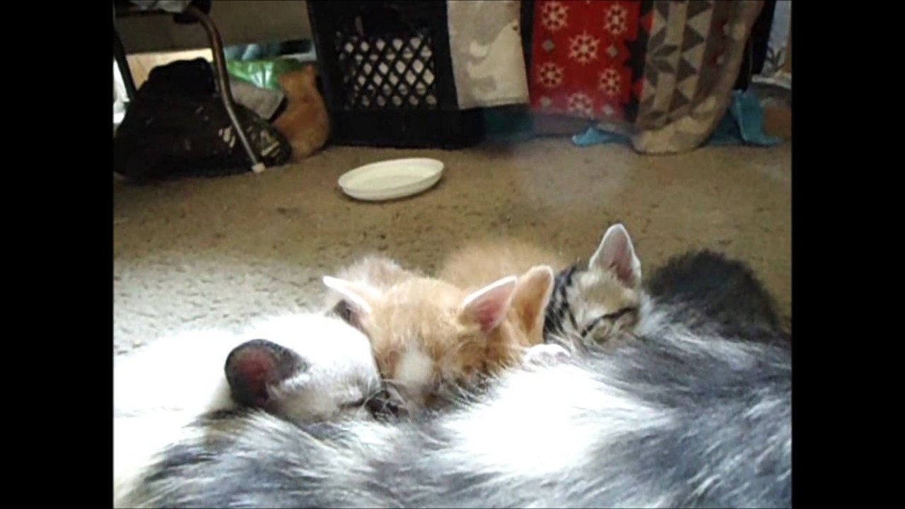 Kittens Movie II