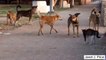 Hilarious video of a cat defends itself against five street dogs - Animal attack 2015