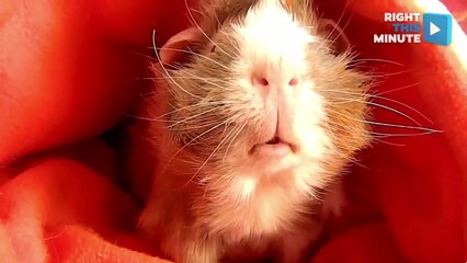 Guinea Pig Has an Existential Crisis