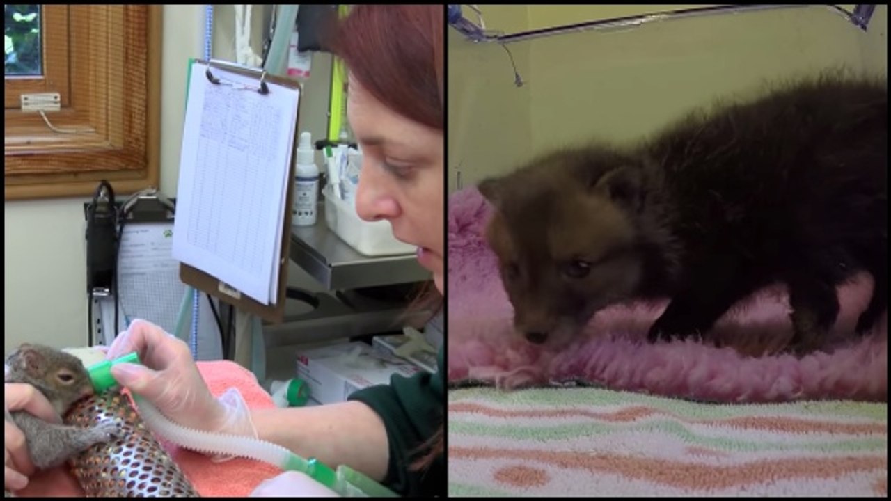 Squirrel and a Few Foxes Find Themselves in Helping Hands