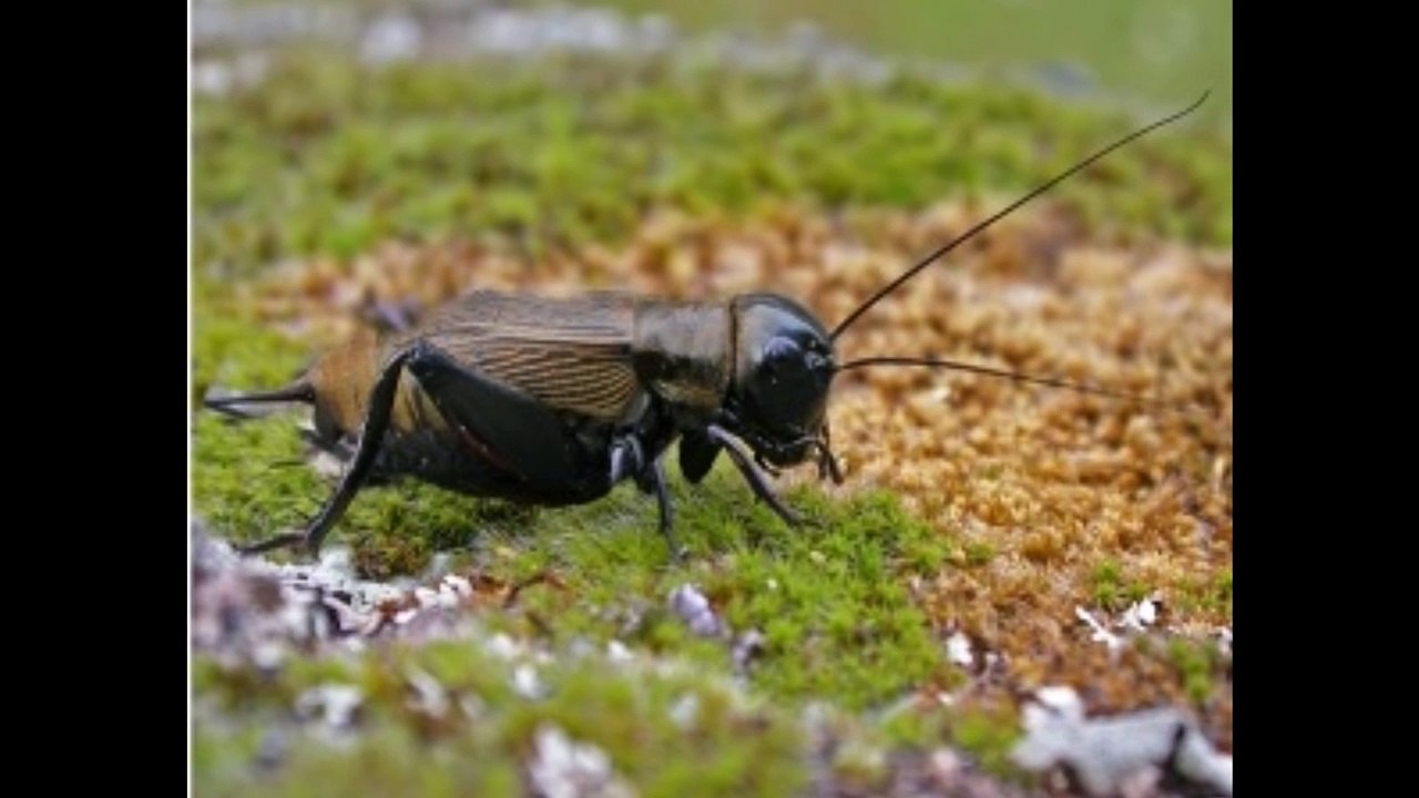 Sonido del grillo - Cricket Sound