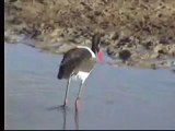 Saddle Billed Stork