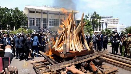 U Dubaiju uništeno deset tona slonovače