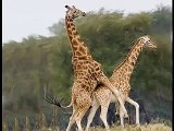 People Who Love Giraffes Who Love Giraffes