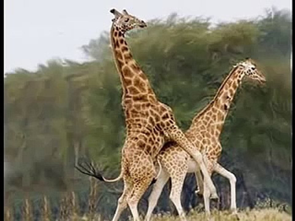 People Who Love Giraffes Who Love Giraffes