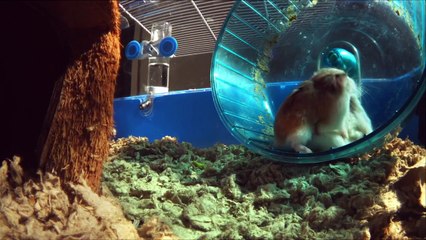 ULTIMATE HAMSTER RACE! - Pets Wild at Heart