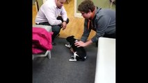 Chiropractic Miracle - Paralyzed Dog Can Walk Again