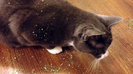 Cats and Catnip - Funny!