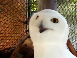 Snowy Owl