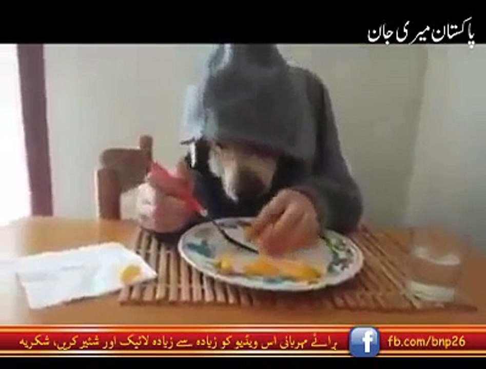 dog eat meal with own hand