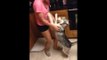 Excited Husky puppy welcomes home owner