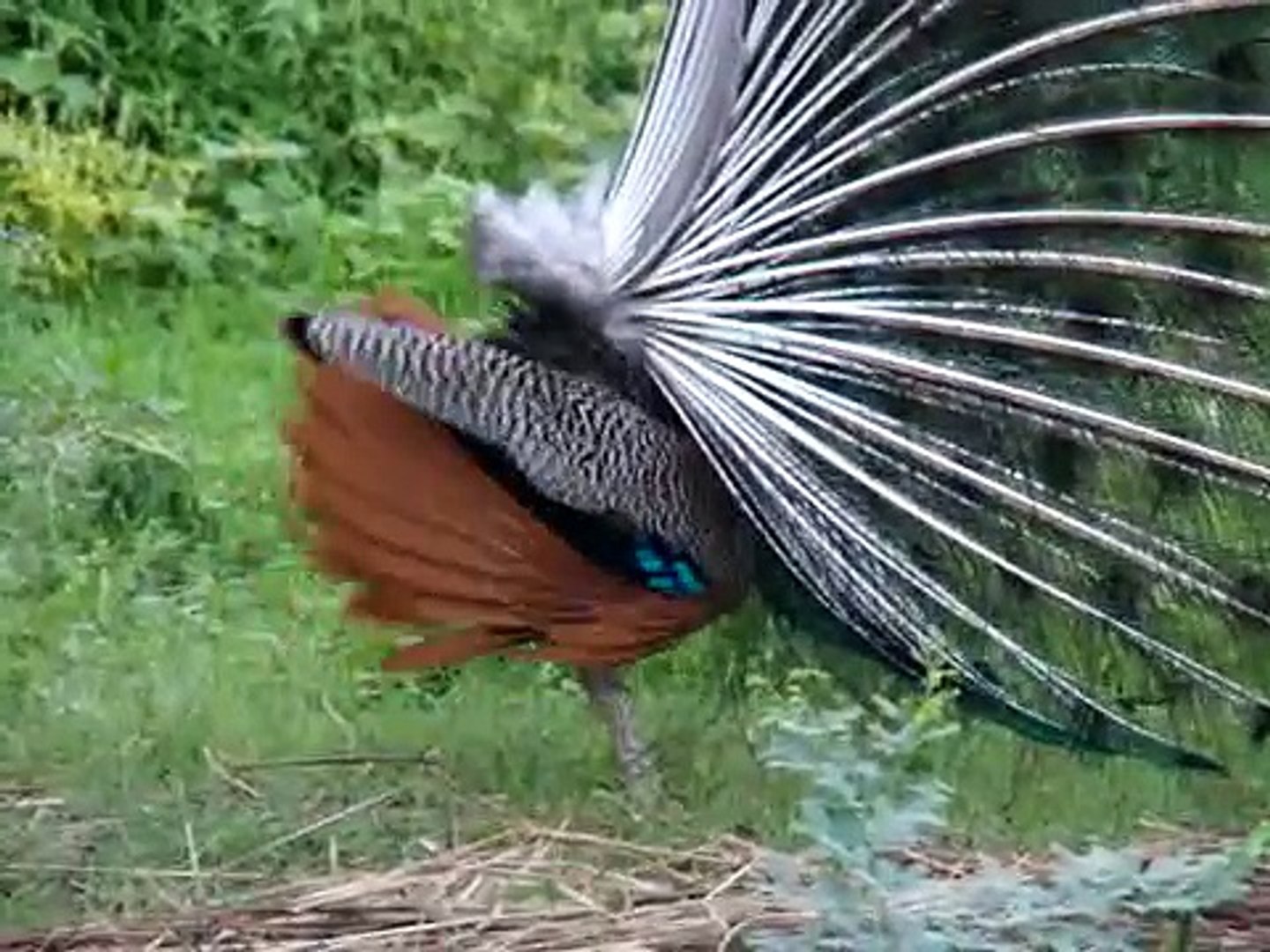 Dancing Peacock in the Monsoons!
