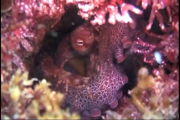 Octopus Eating a Fish