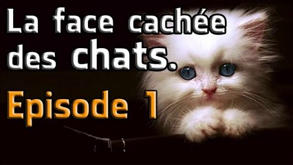La face cachée des chats (épisode 1) [HD]