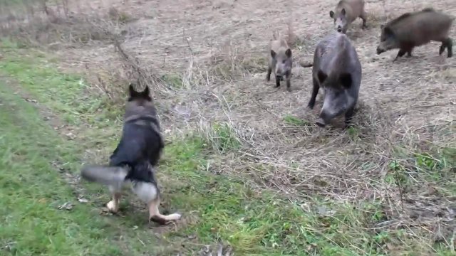 Собака и дикие кабаны