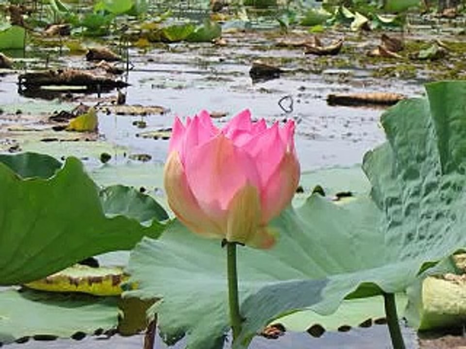 The Great Compassion Mantra Song 梵音大悲咒(Lotus flowers)
