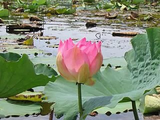 The Great Compassion Mantra Song 梵音大悲咒(Lotus flowers)