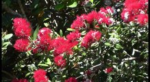 Pollination of New Zealand native plants
