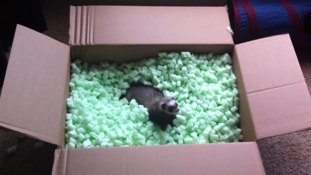 Ржачные хорьки