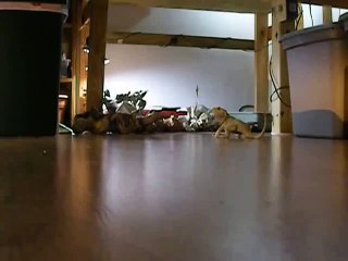 How to exercise your bearded dragon