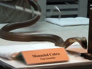 Monacled Cobra Venom Extraction