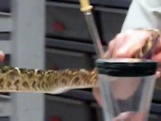 Western Diamondback Venom Extraction