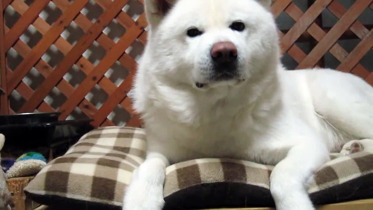 秋田犬吠えようとすると全部くしゃみになってしまいます【akita inu】