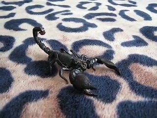 How to Pick Up an Emperor Scorpion