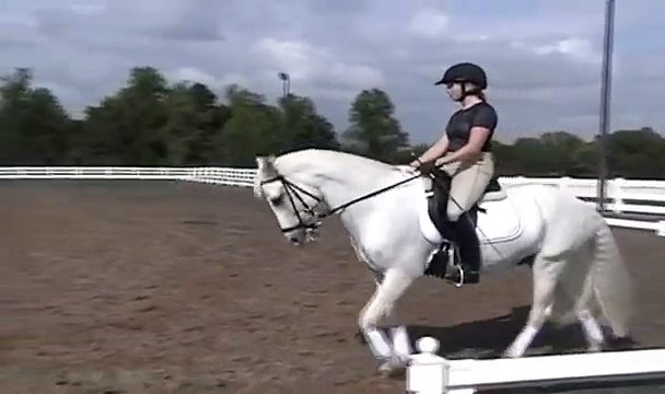 Higgy Connemara pony: Dressage Pony SOLD