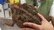 Reptiles, Amphibians, Invertebrates & Small Pets : Cane Toad Facts
