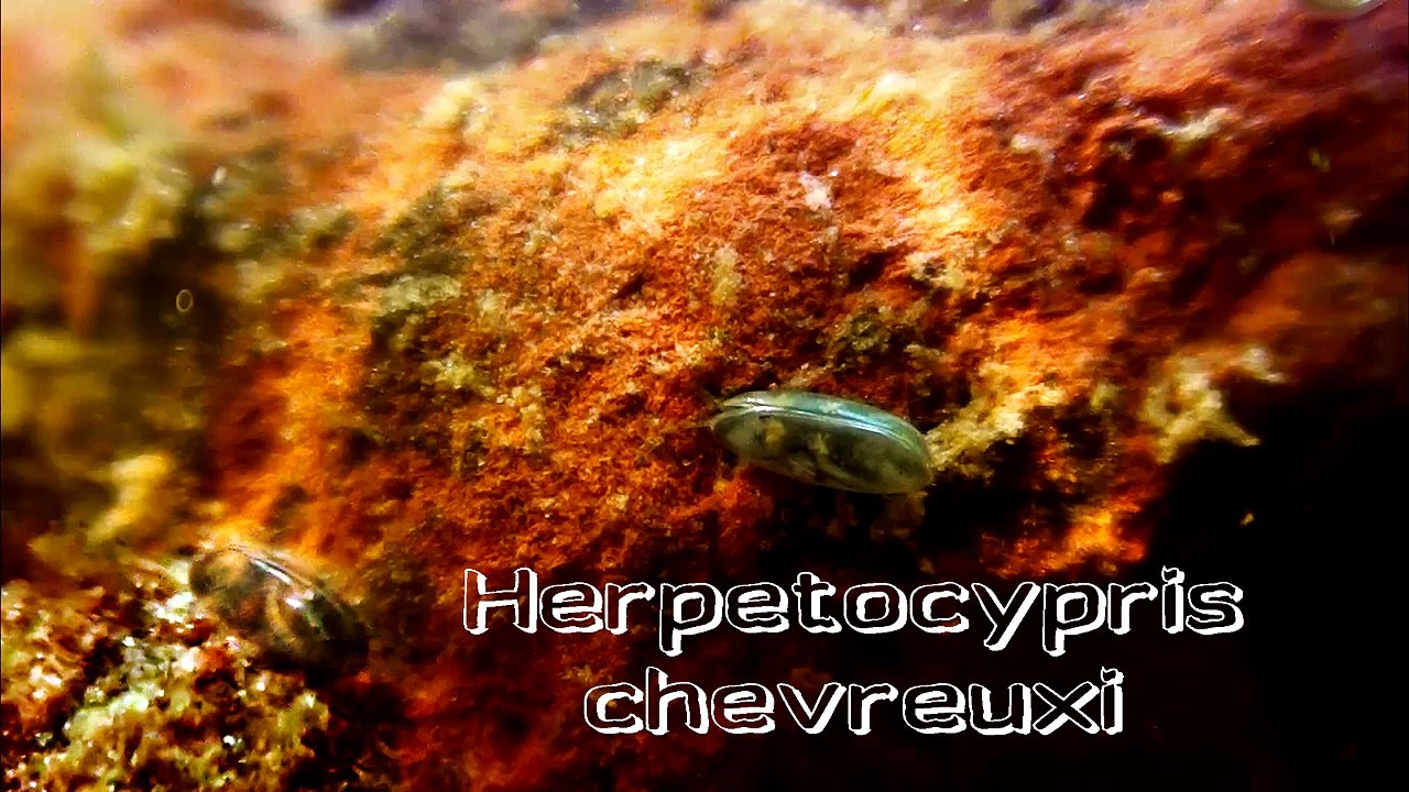 Herpetocypris chevreuxi