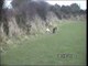 lurchers coursing hare in ireland