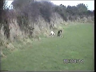 lurchers coursing hare in ireland