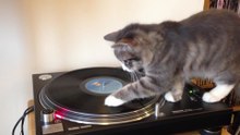 Dj Cat