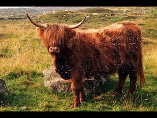 Scotland - Enya - Bagpipes / Uilleann Pipes