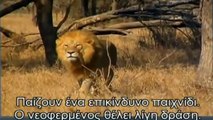 Leones Asesinos de Guepardos - Real Video de Leones Atrapando y Matando a un Guepardo.
