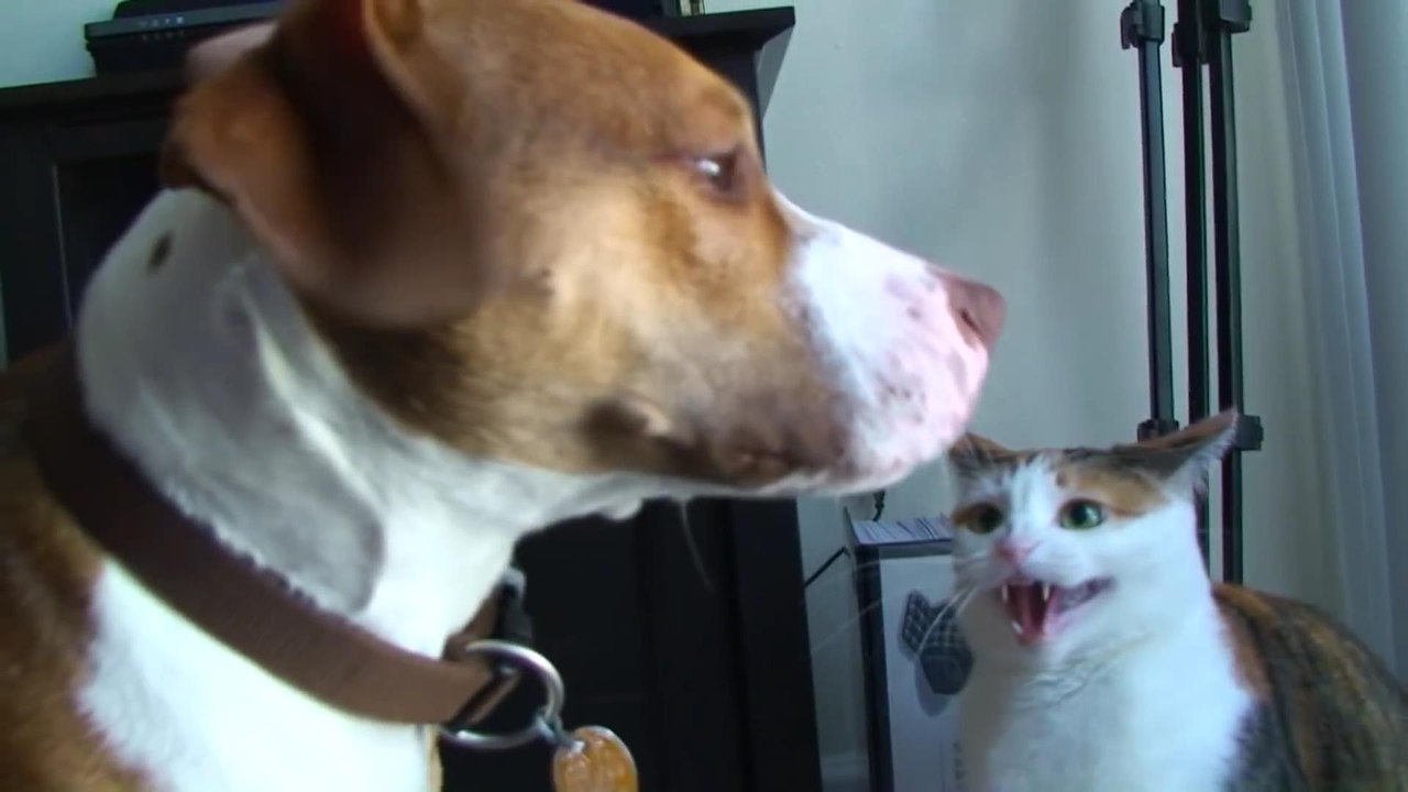 Пес пропустил серию ударов!