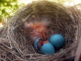 Baby Robin Birds WATCH Hatching on camera