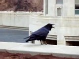 Crow at Hoover Dam